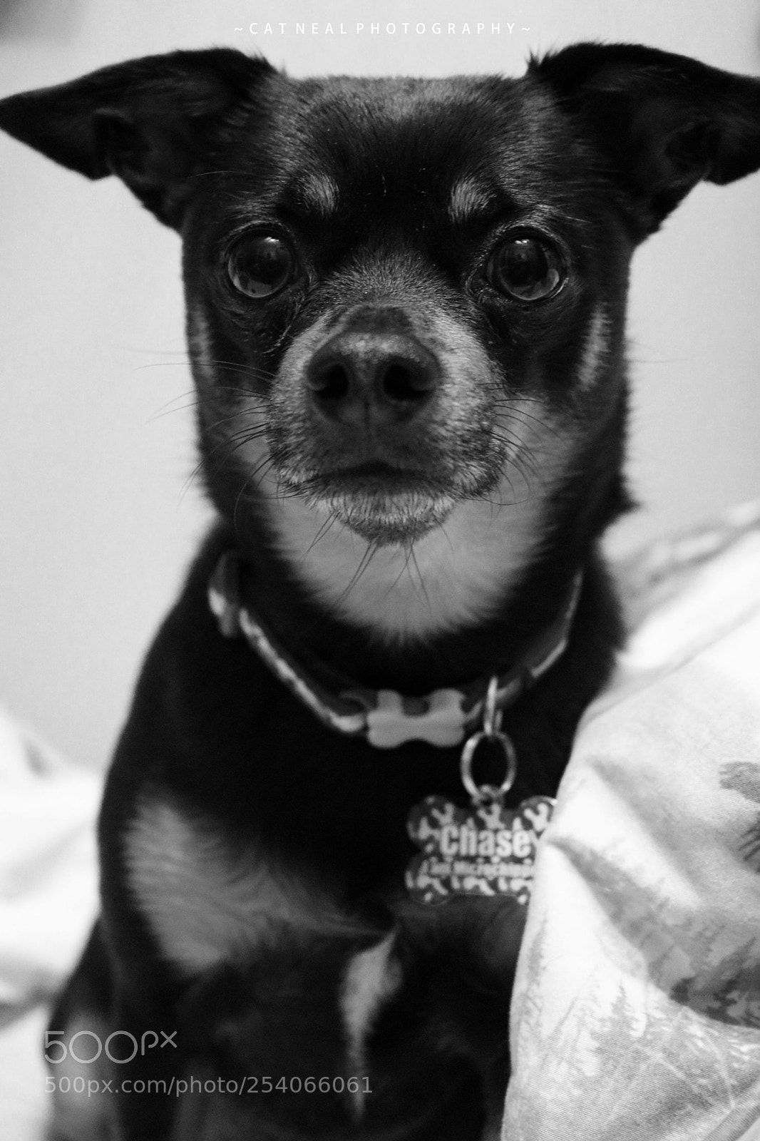 Canon EOS 750D (EOS Rebel T6i / EOS Kiss X8i) sample photo. Chase monochrome photography