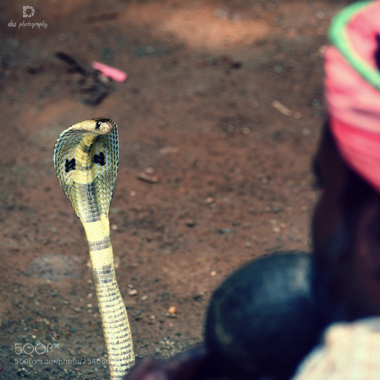 Nikon D5200 sample photo. Snake man photography