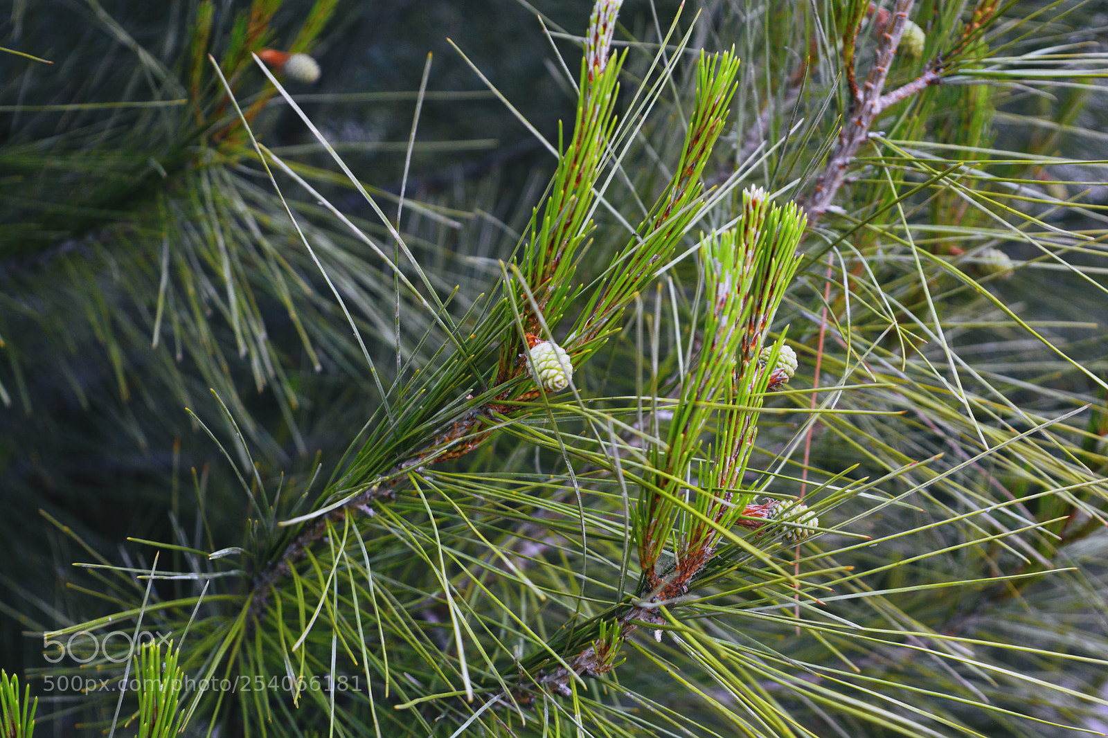 Nikon D5200 sample photo. Untitled photography