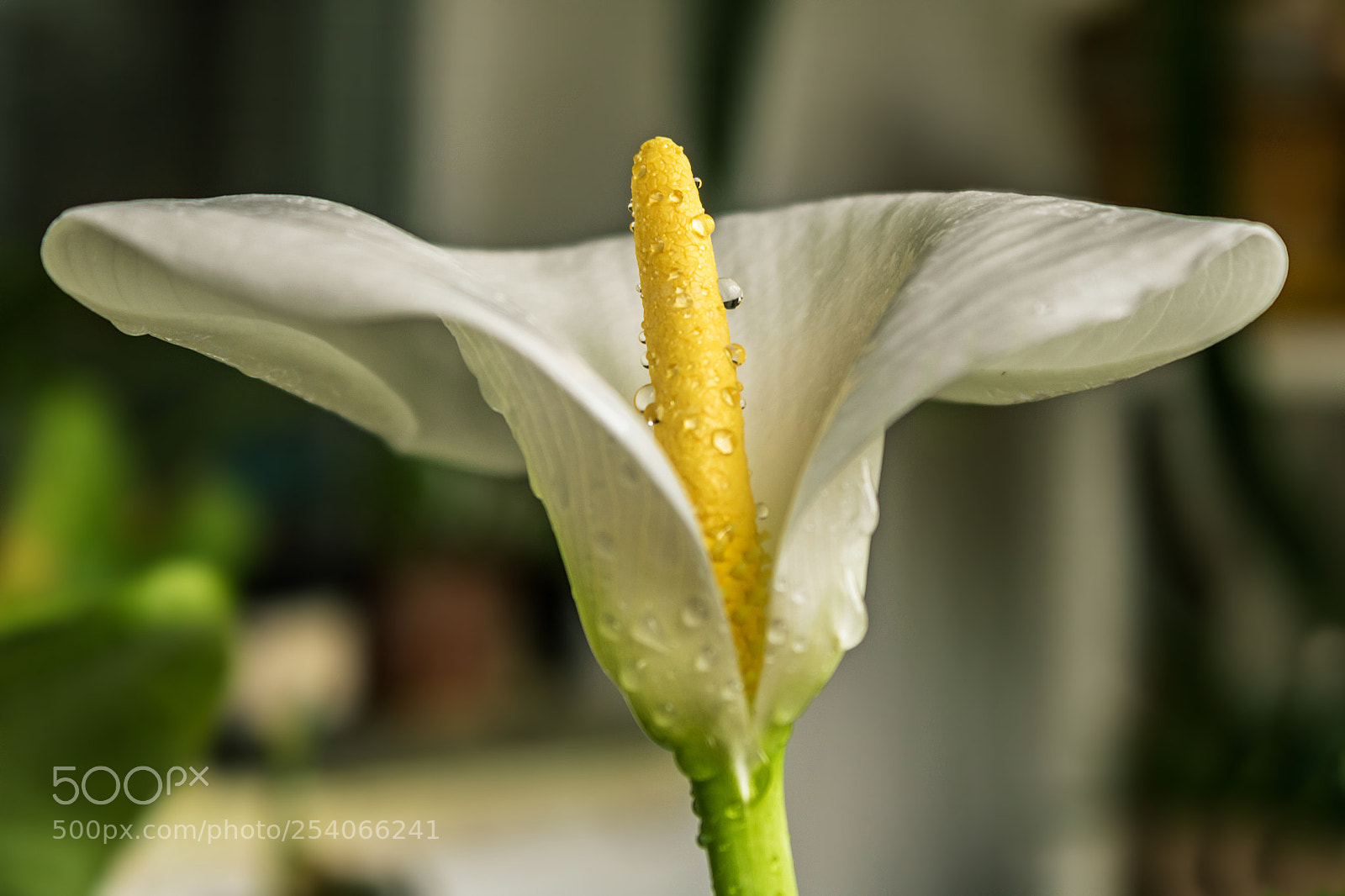 Canon EOS 750D (EOS Rebel T6i / EOS Kiss X8i) sample photo. Morning freshness photography