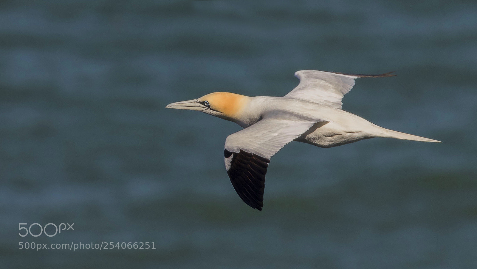 Canon EOS 7D Mark II sample photo. Gannet photography