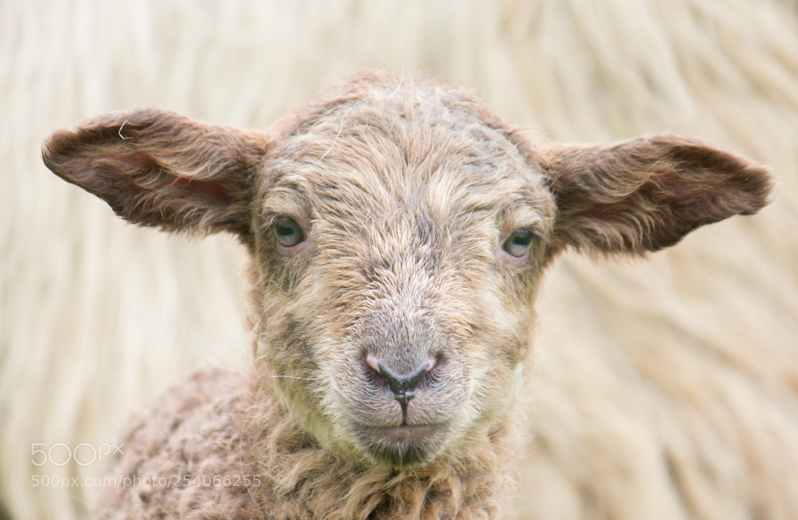 Canon EOS 70D sample photo. The young sheep photography