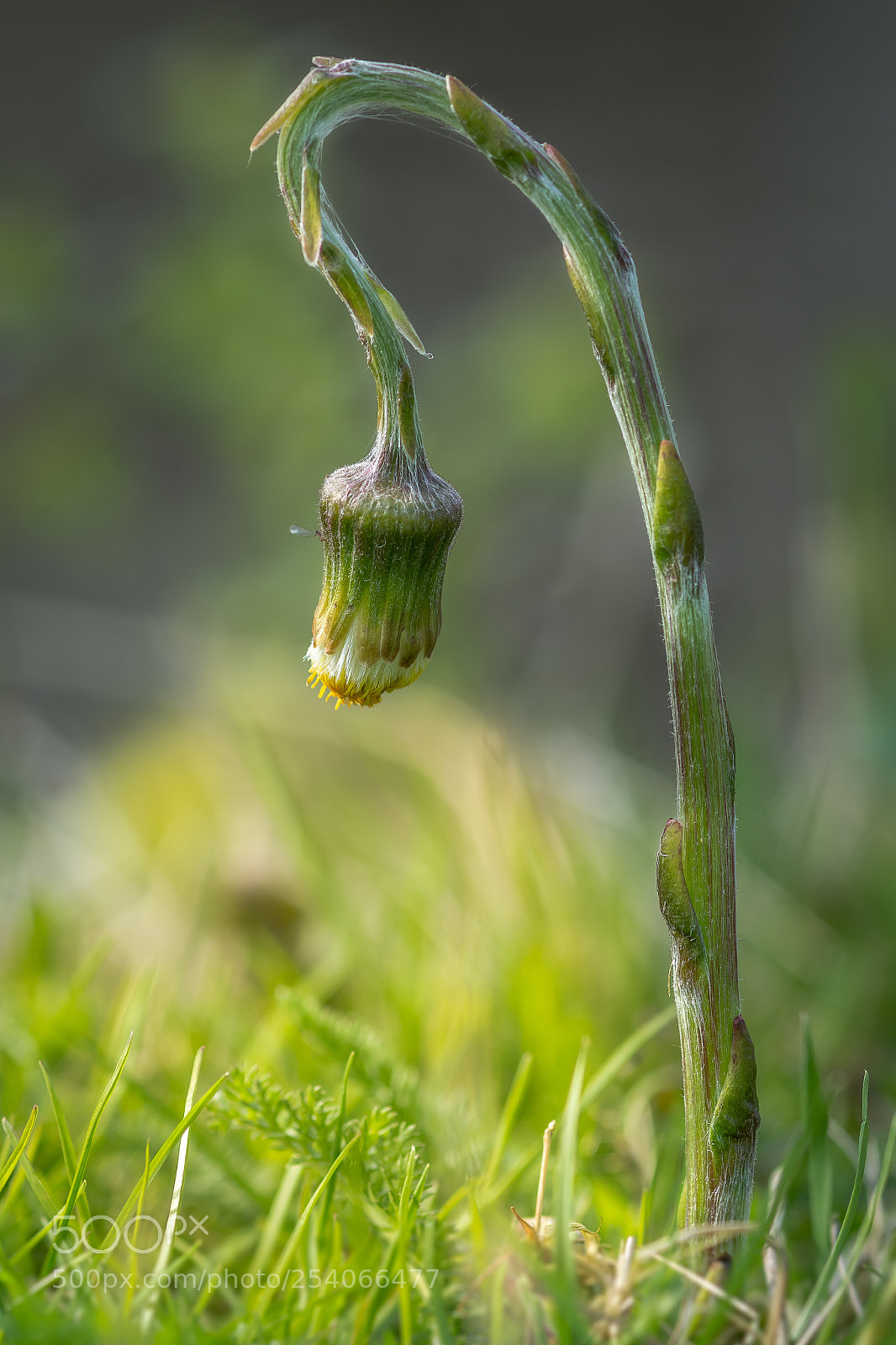 Nikon D7100 sample photo. Meadow lantern photography