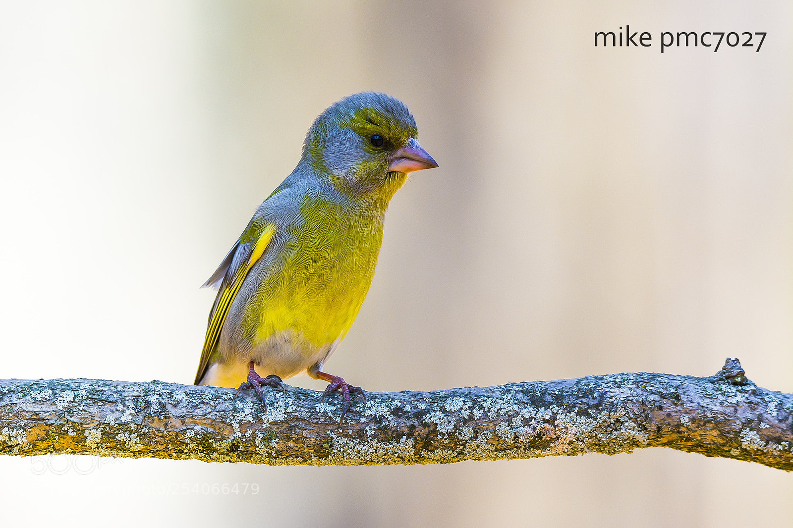 Nikon D7100 sample photo. The european greenfinch photography