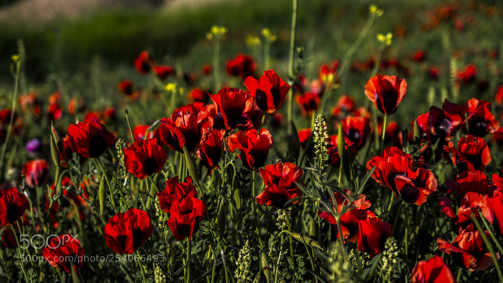 Canon EOS 60D sample photo. Gelincik (papaver rhoeas) photography