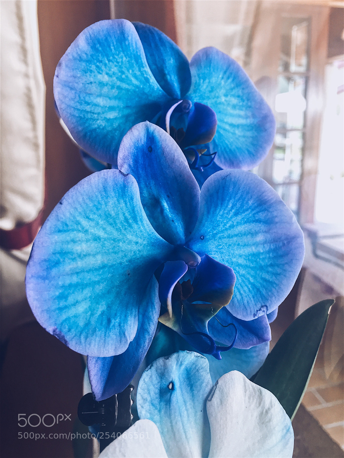 Apple iPhone 6 sample photo. Blue flowers  photography