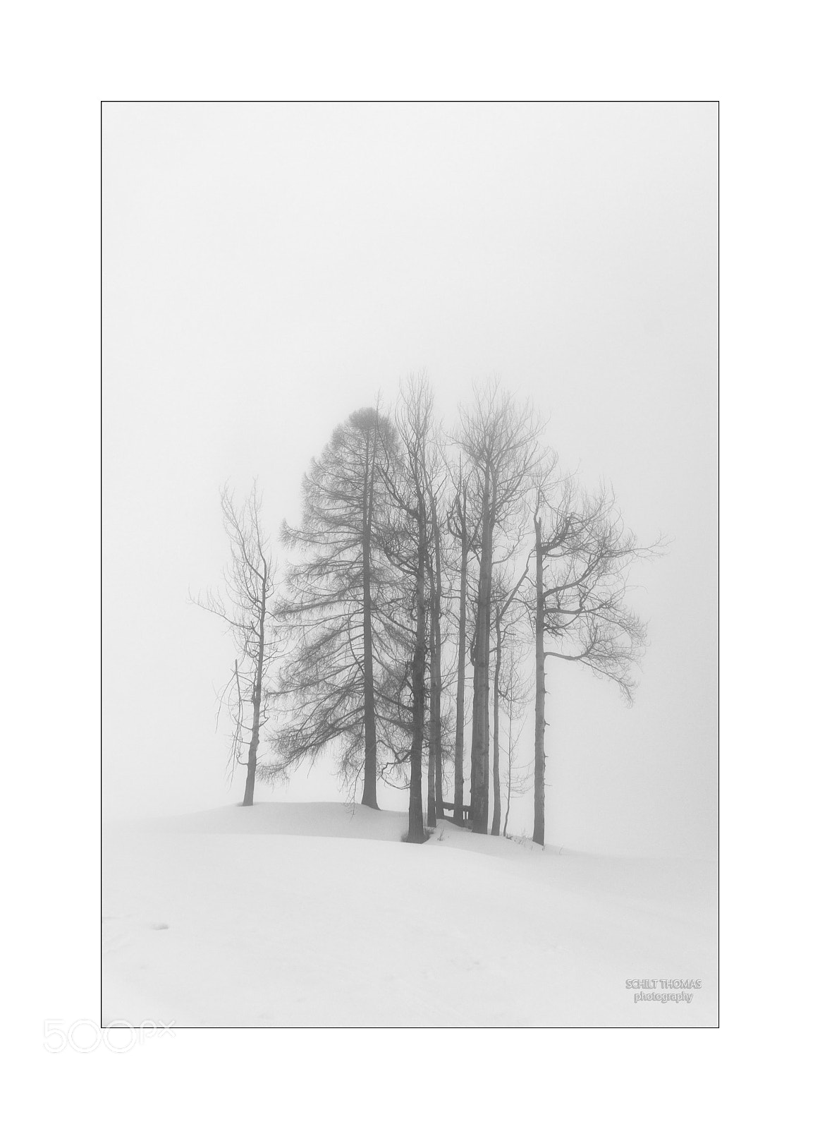 Nikon D500 sample photo. Bäume im nebel photography