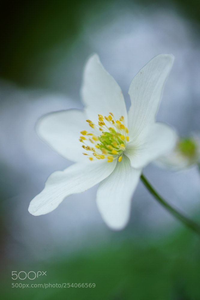 Sony ILCA-77M2 sample photo. Spring! photography