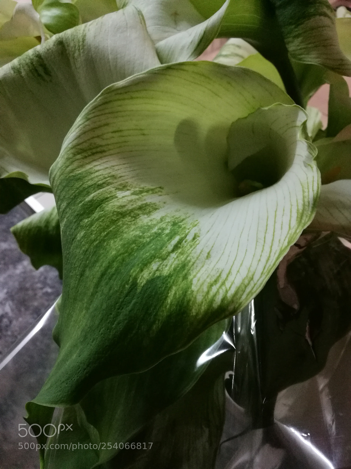 HUAWEI P9 Plus sample photo. Untitled photography