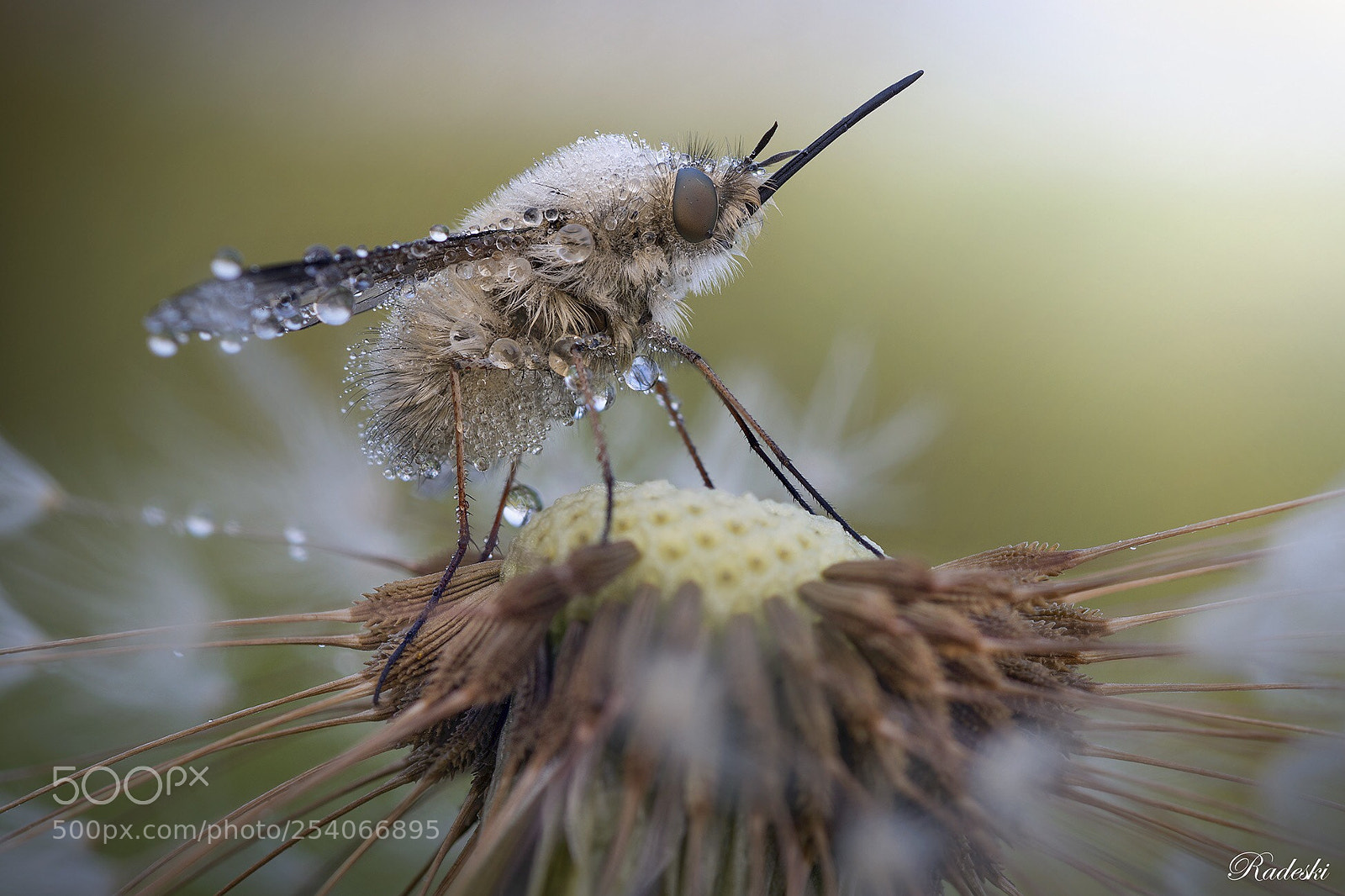 Nikon D850 sample photo. Bombylius photography