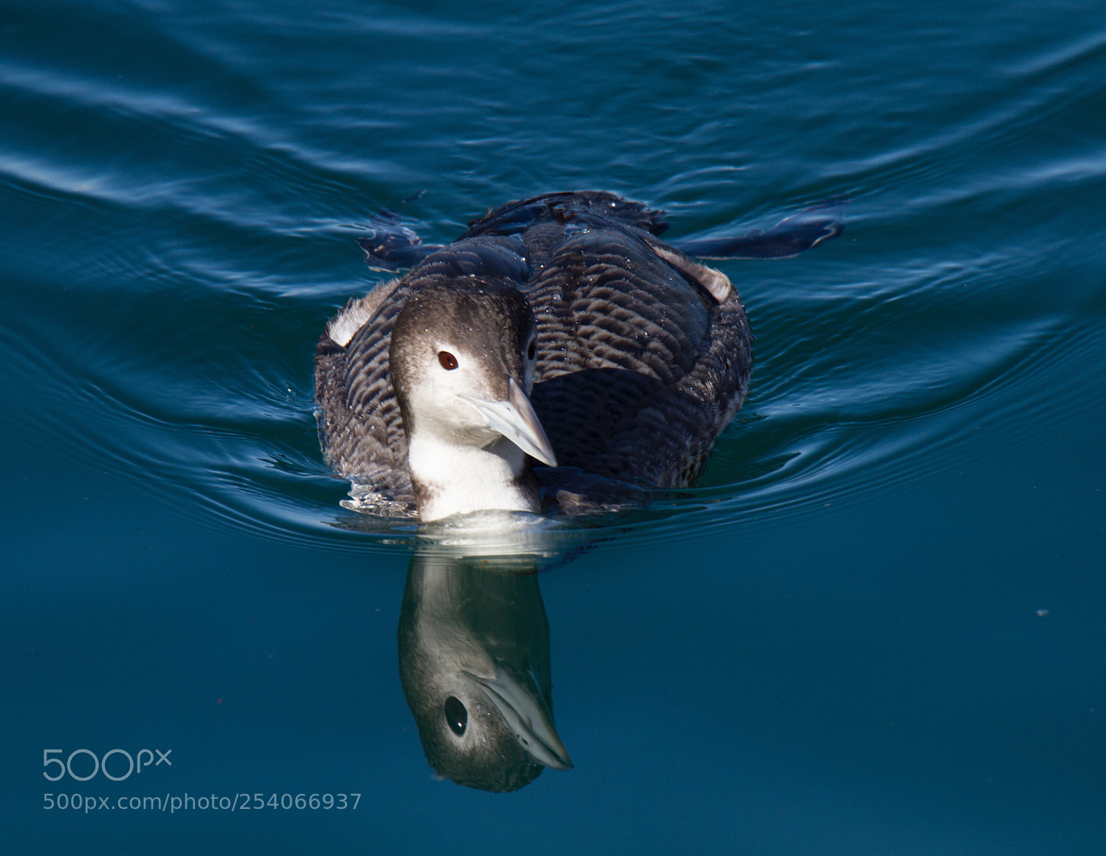 Canon EOS 7D sample photo. Common loon - reflected photography
