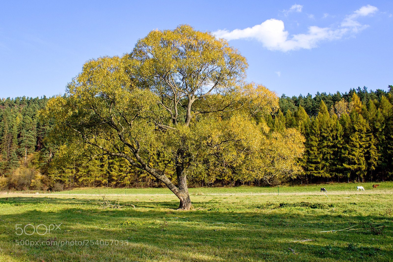 Canon EOS 1200D (EOS Rebel T5 / EOS Kiss X70 / EOS Hi) sample photo. Autumn scenery with an photography