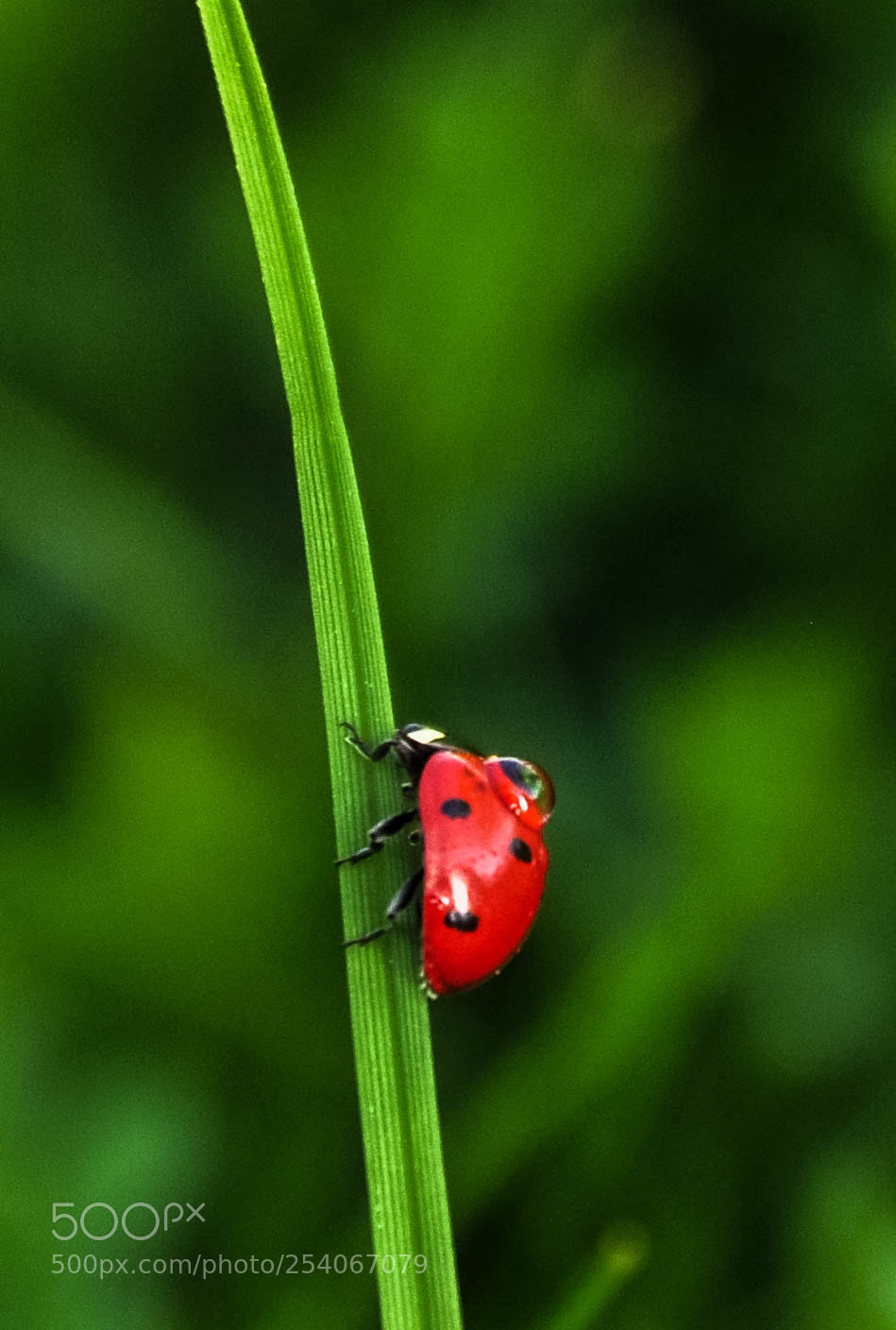 Nikon D90 sample photo. Ladybug photography