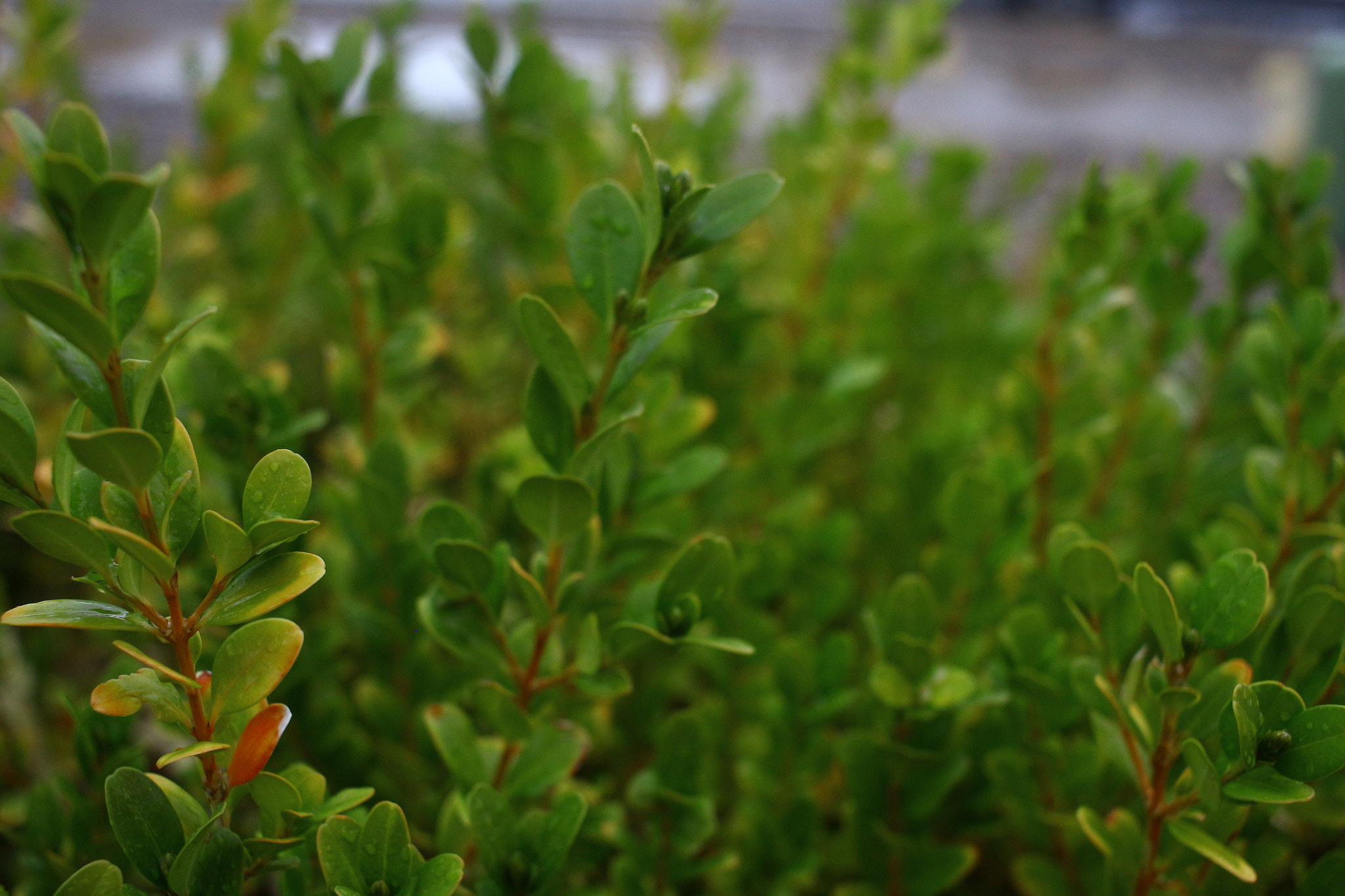 Canon EF-S 24mm F2.8 STM sample photo. Growth photography
