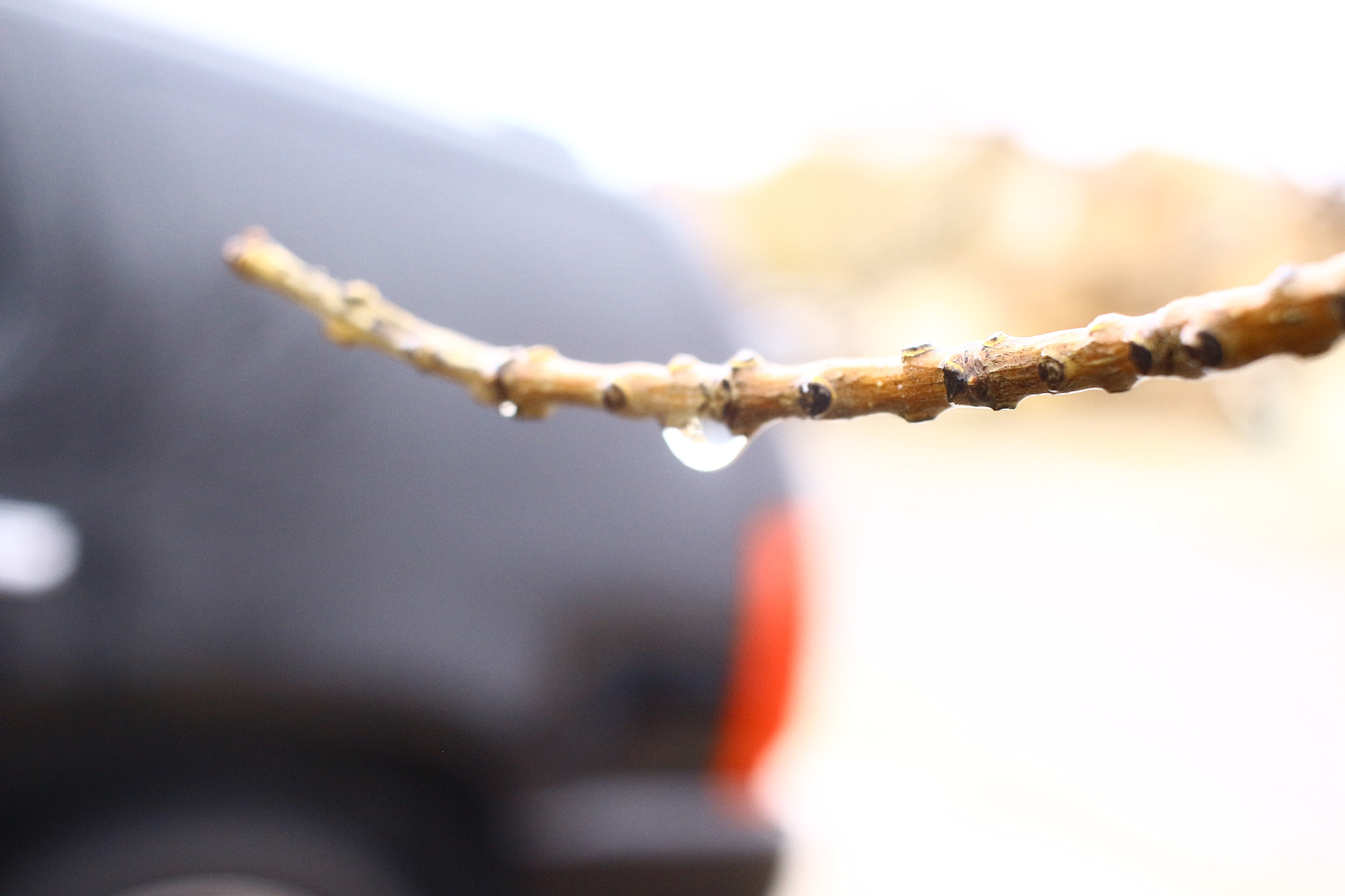 Canon EF-S 24mm F2.8 STM sample photo. Growth photography