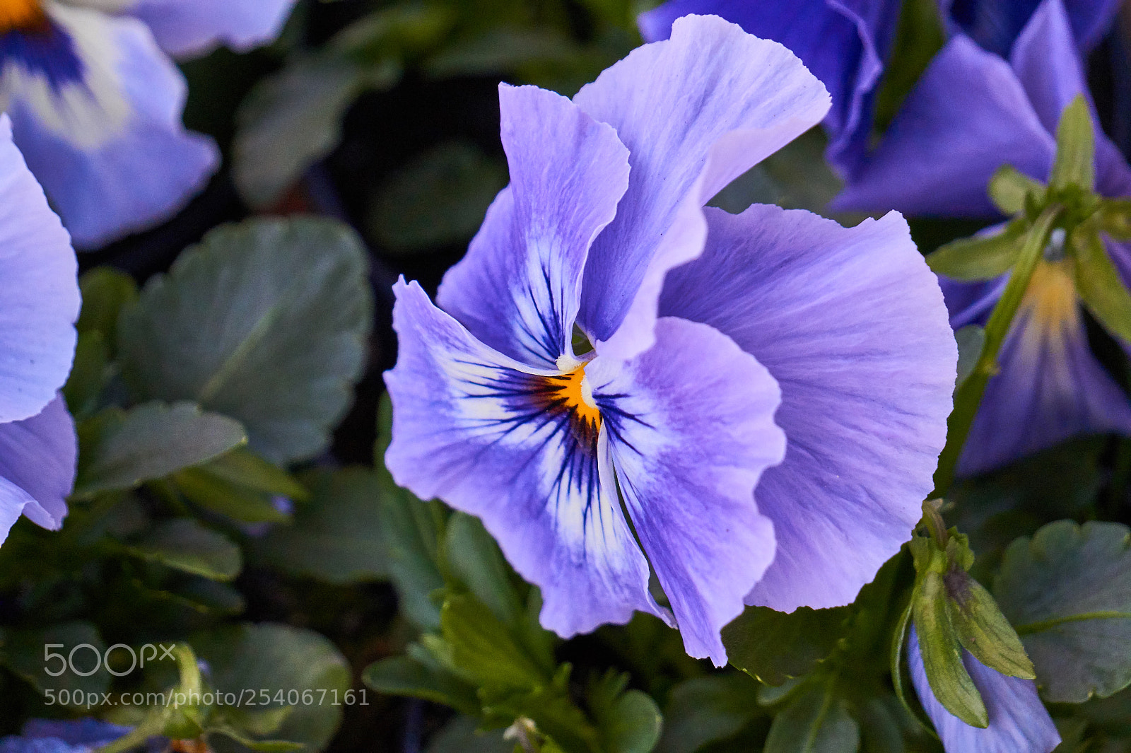 Sony Alpha a5000 (ILCE 5000) sample photo. Dsc photography