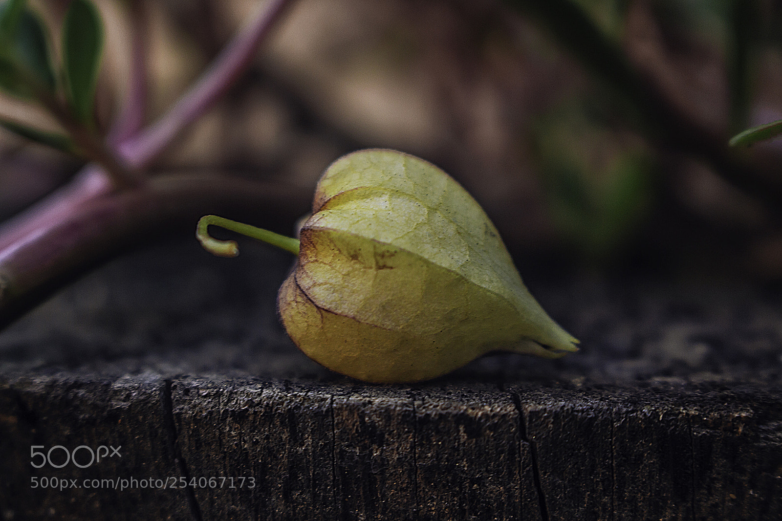 Canon EOS 700D (EOS Rebel T5i / EOS Kiss X7i) sample photo. Botany photography