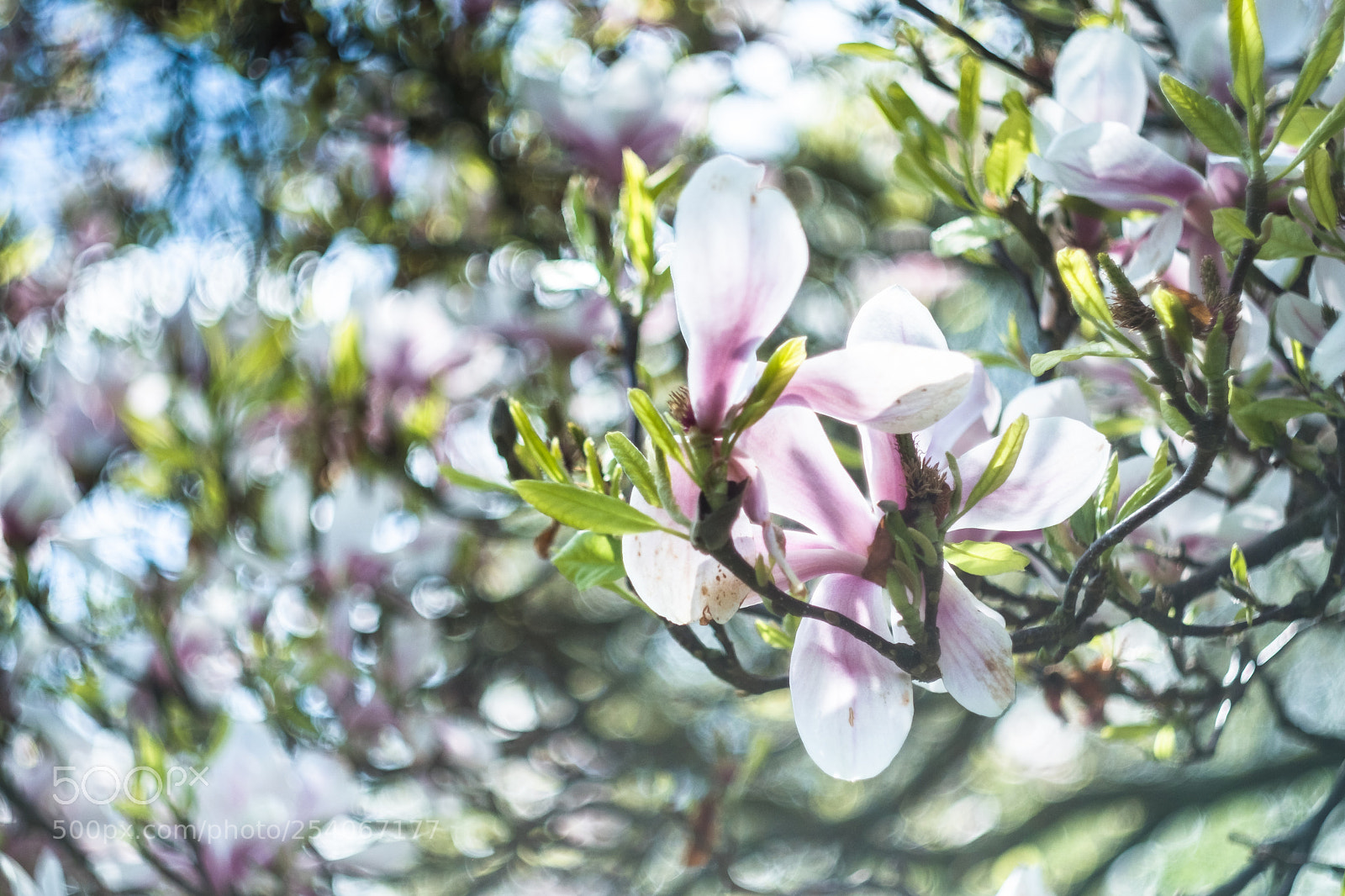 Fujifilm X-Pro2 sample photo. Blossom photography