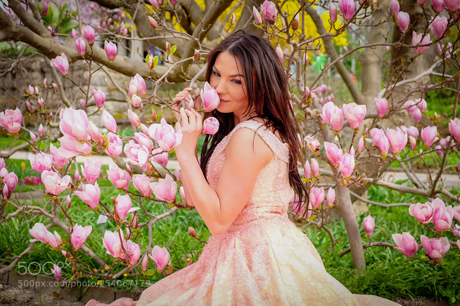 Fujifilm X-T1 sample photo. Magnolia blossoms photography