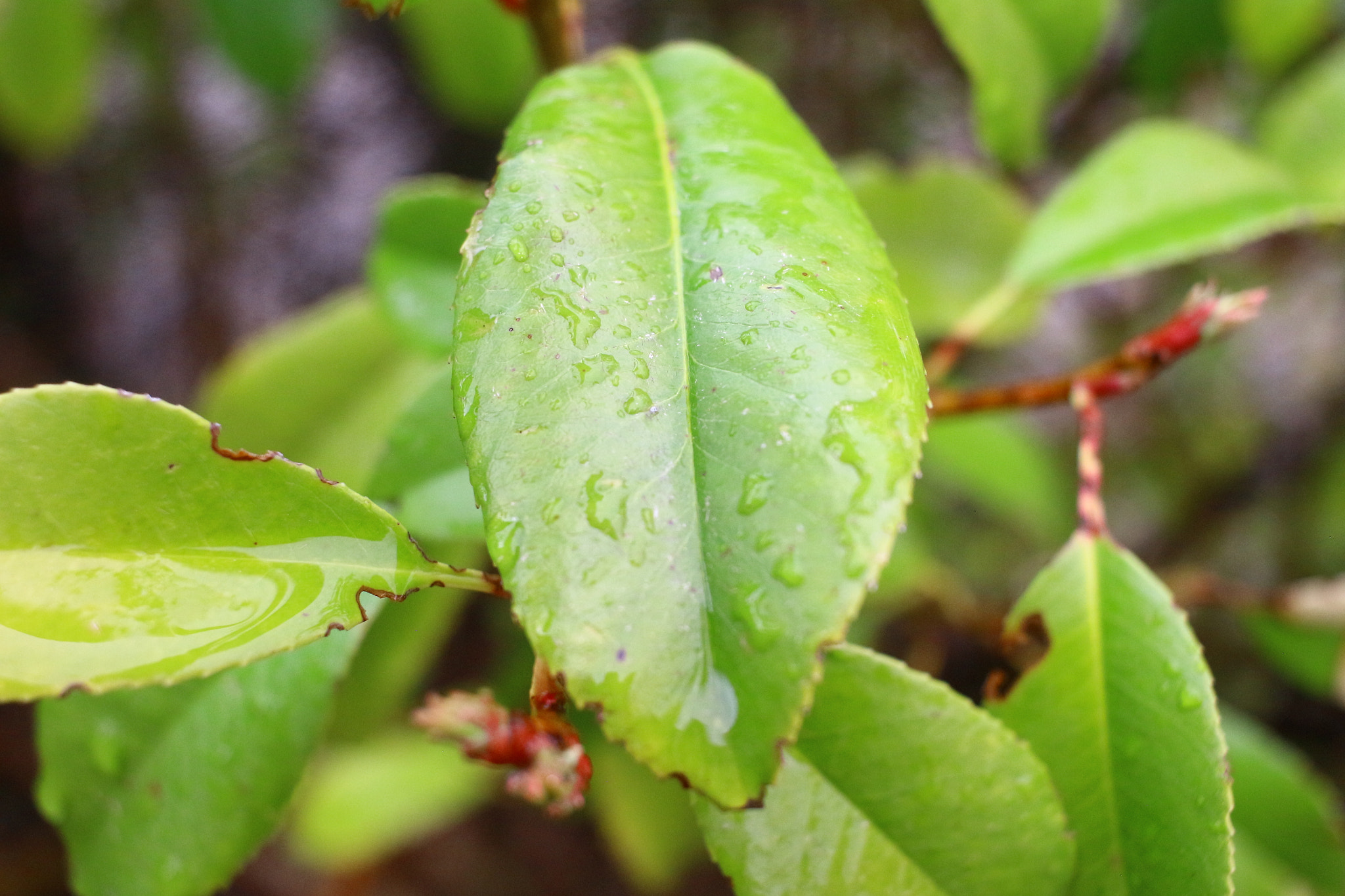 Canon EF-S 24mm F2.8 STM sample photo. Growth photography