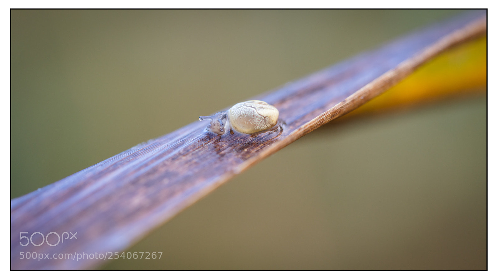 Canon EOS 5DS R sample photo. Snail study. etude d'escargot photography
