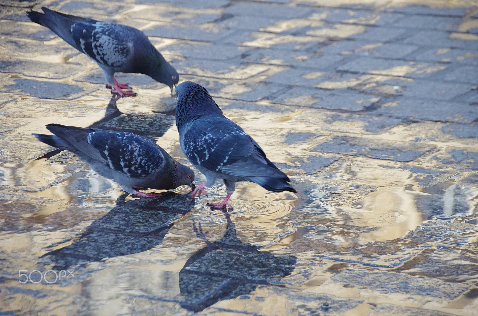 Pentax K-5 II sample photo. Bird photography