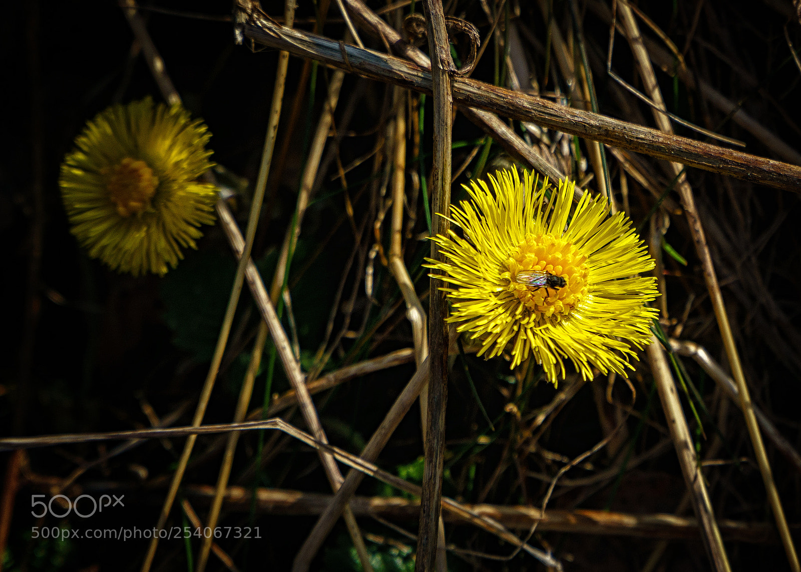 Sony a6000 sample photo. Coltsfoot photography