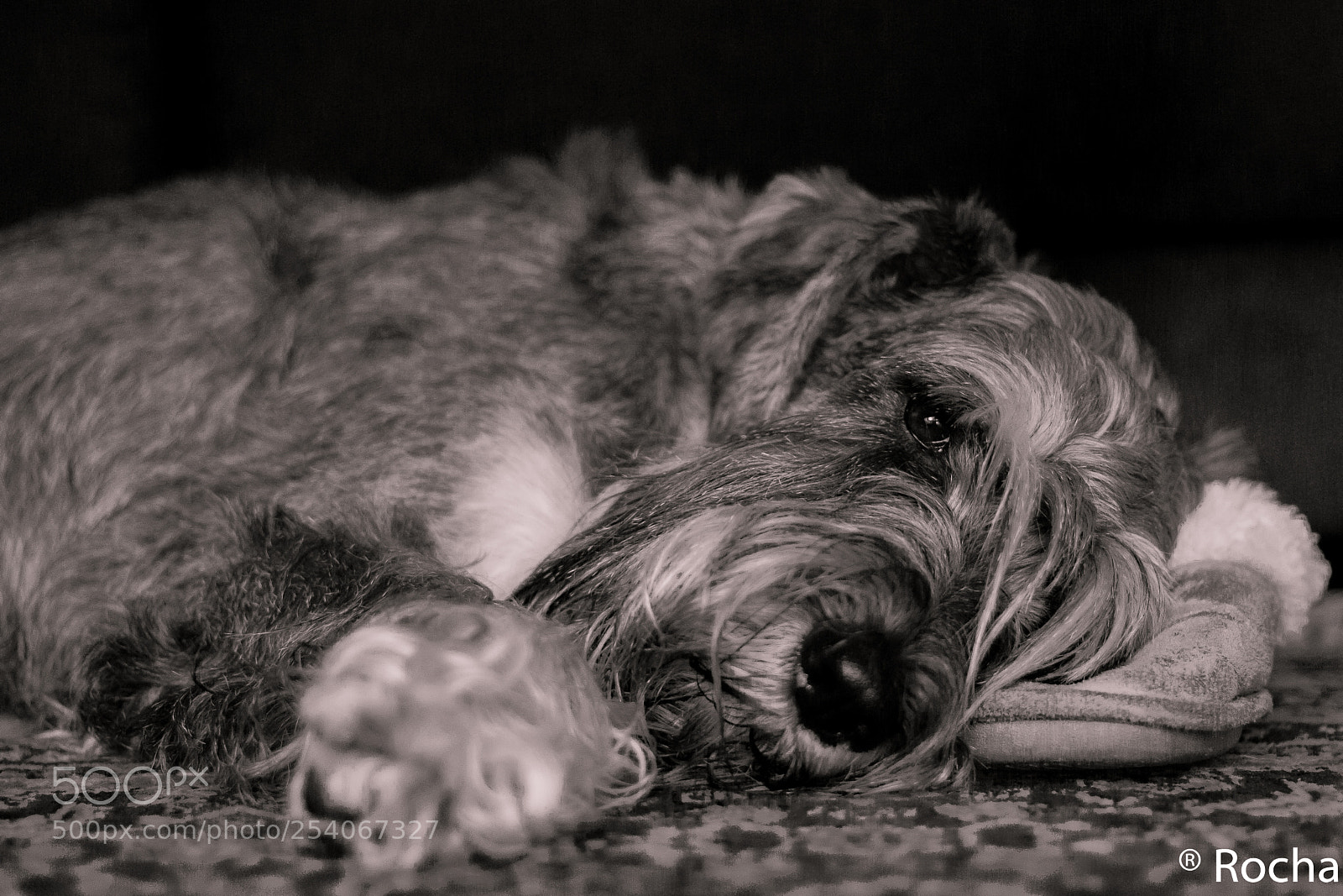 Canon EOS 77D (EOS 9000D / EOS 770D) sample photo. Rooney photography
