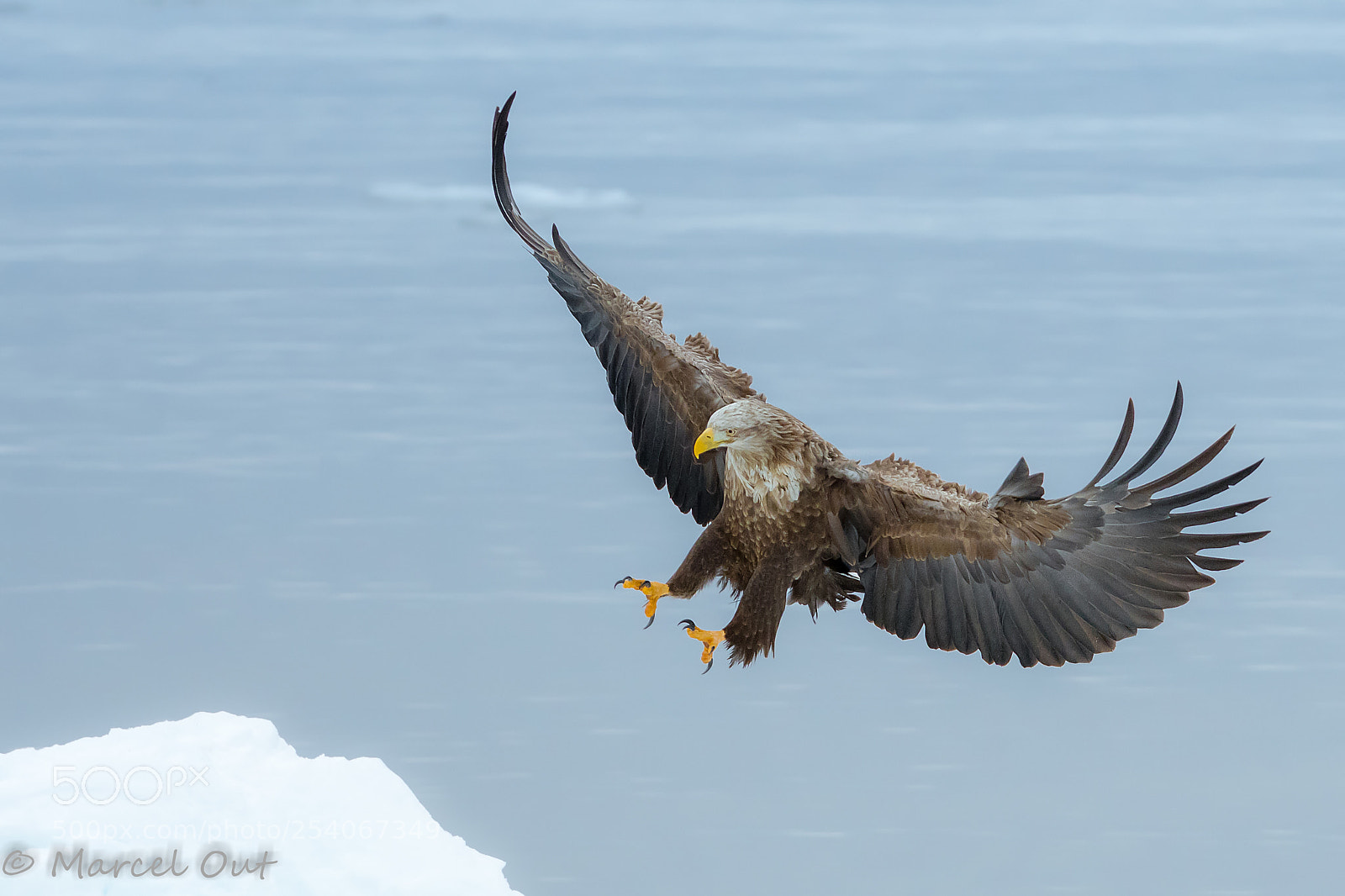 Nikon D500 sample photo. The eagle is landing... photography