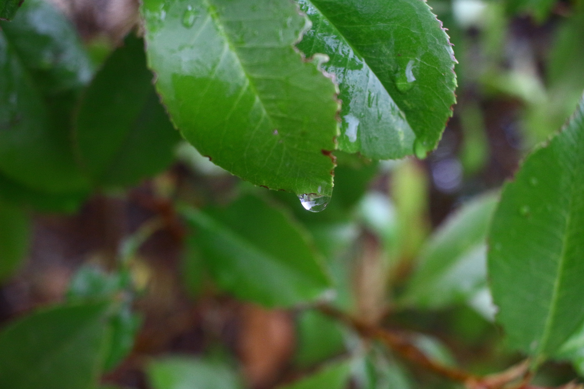 Canon EF-S 24mm F2.8 STM sample photo. Growth photography