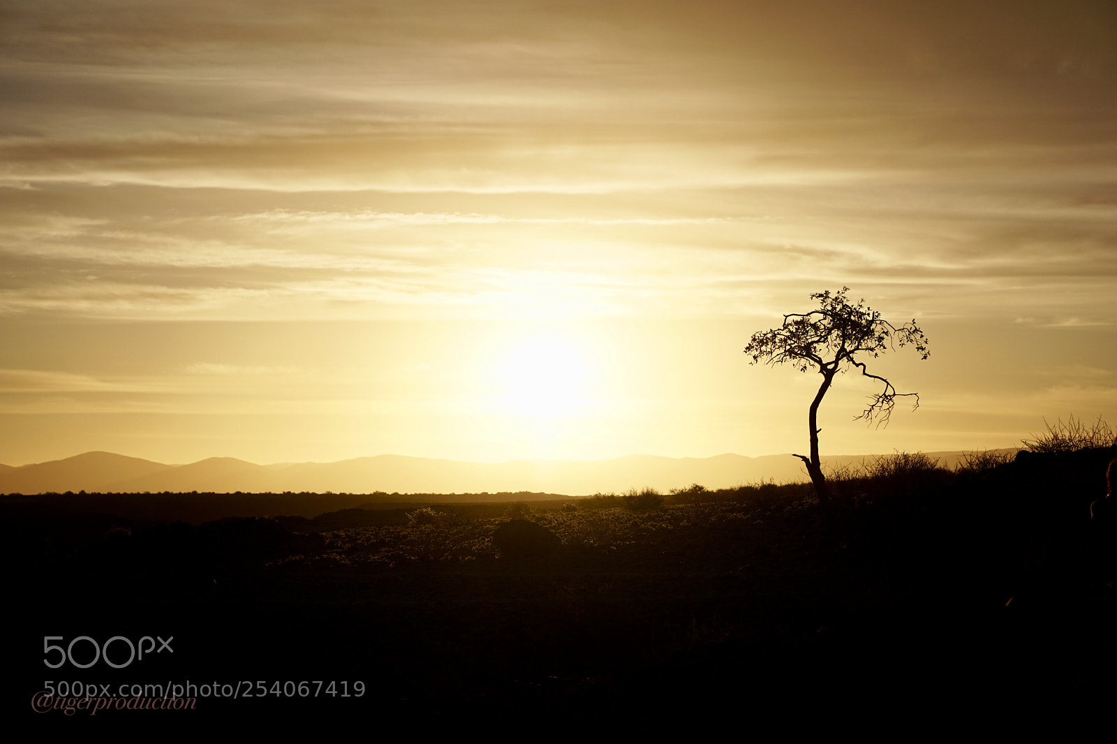 Sony a6000 sample photo. Tree. sunset. photography