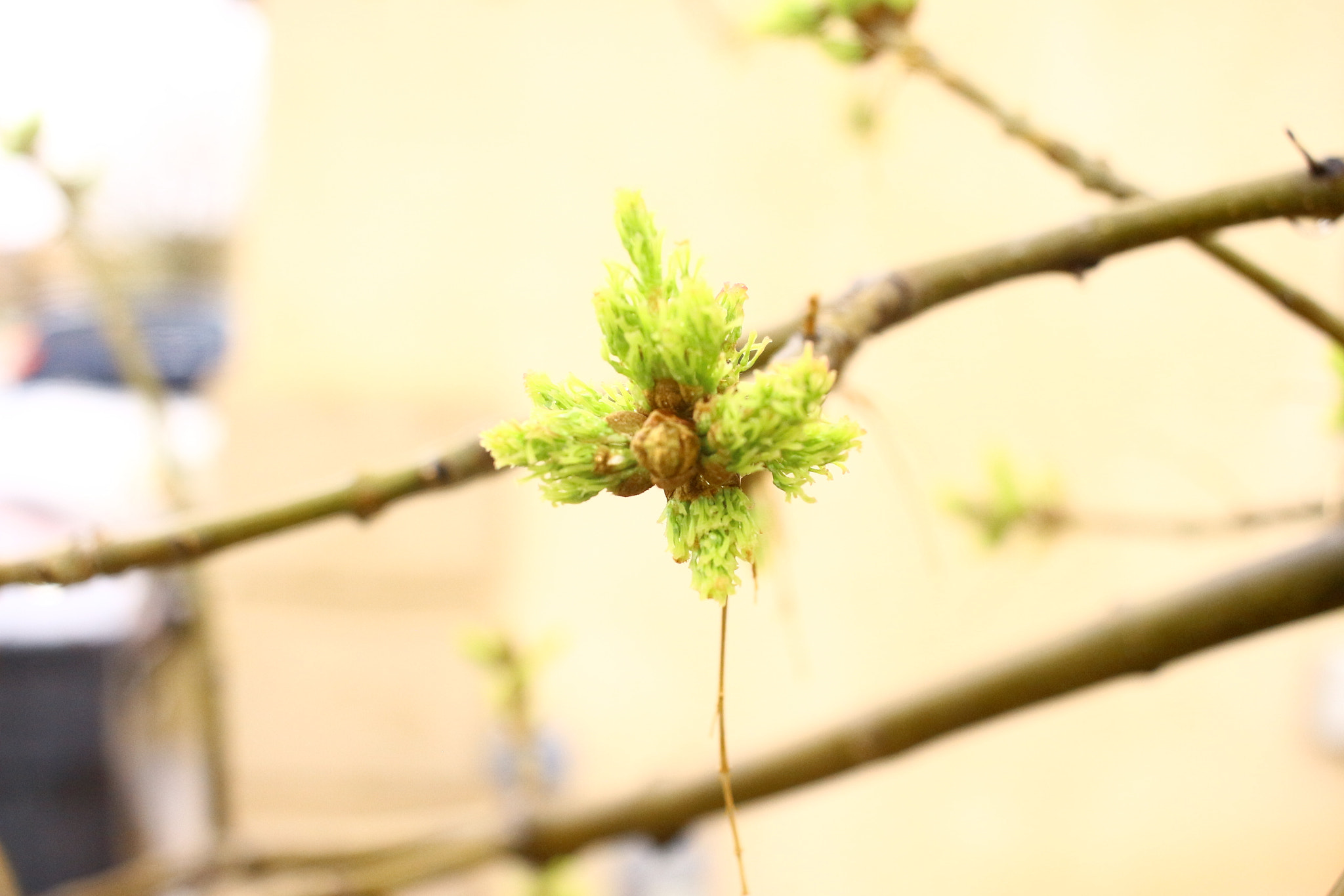 Canon EF-S 24mm F2.8 STM sample photo. Growth photography