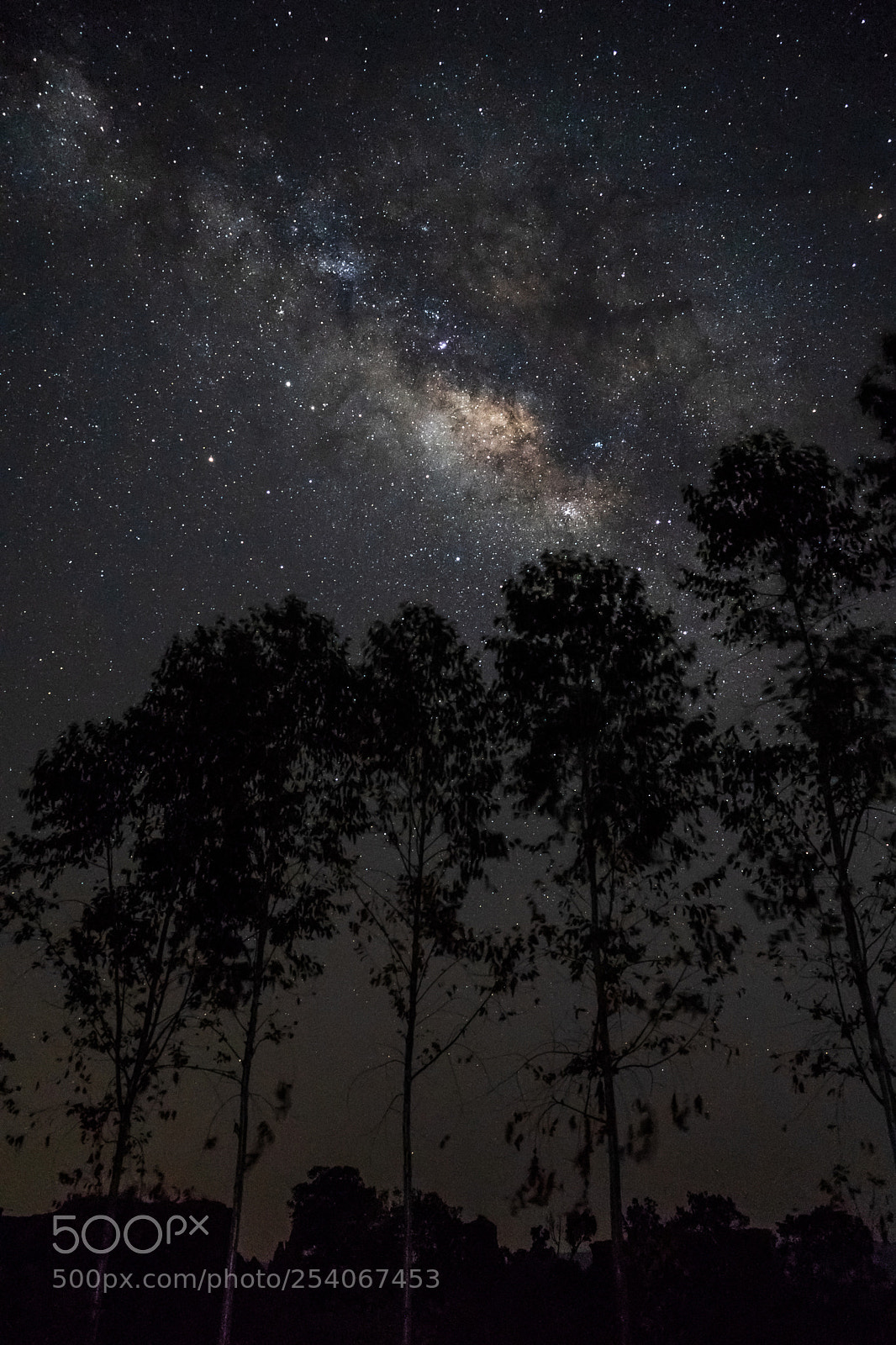 Sony a7 III sample photo. Many trees in the photography