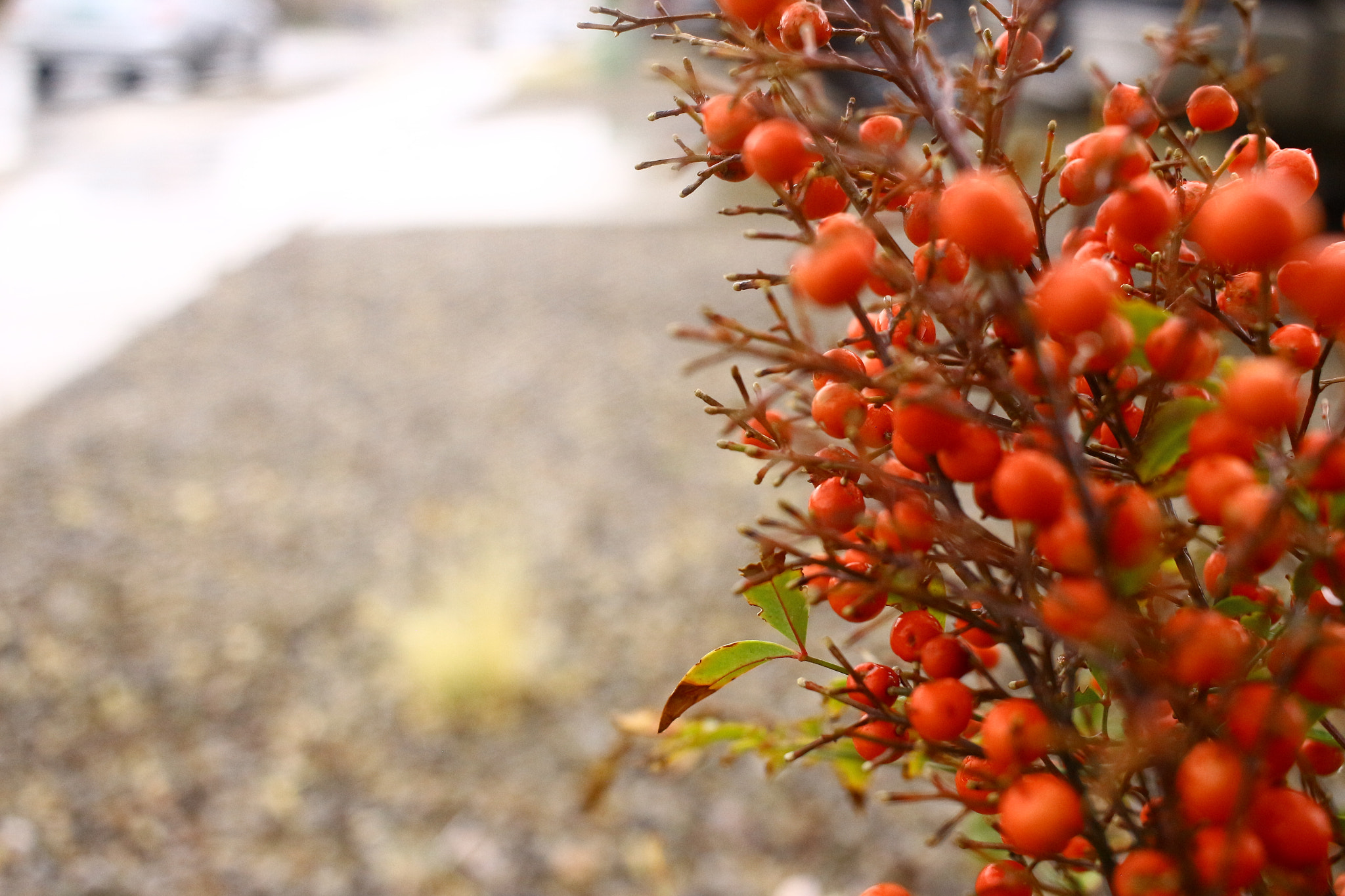 Canon EF-S 24mm F2.8 STM sample photo. Growth photography