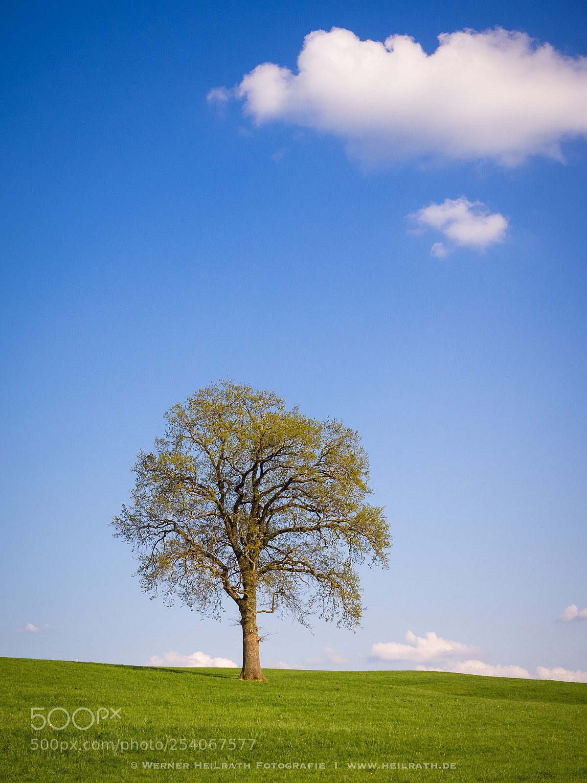 Olympus OM-D E-M1 sample photo. Baum photography