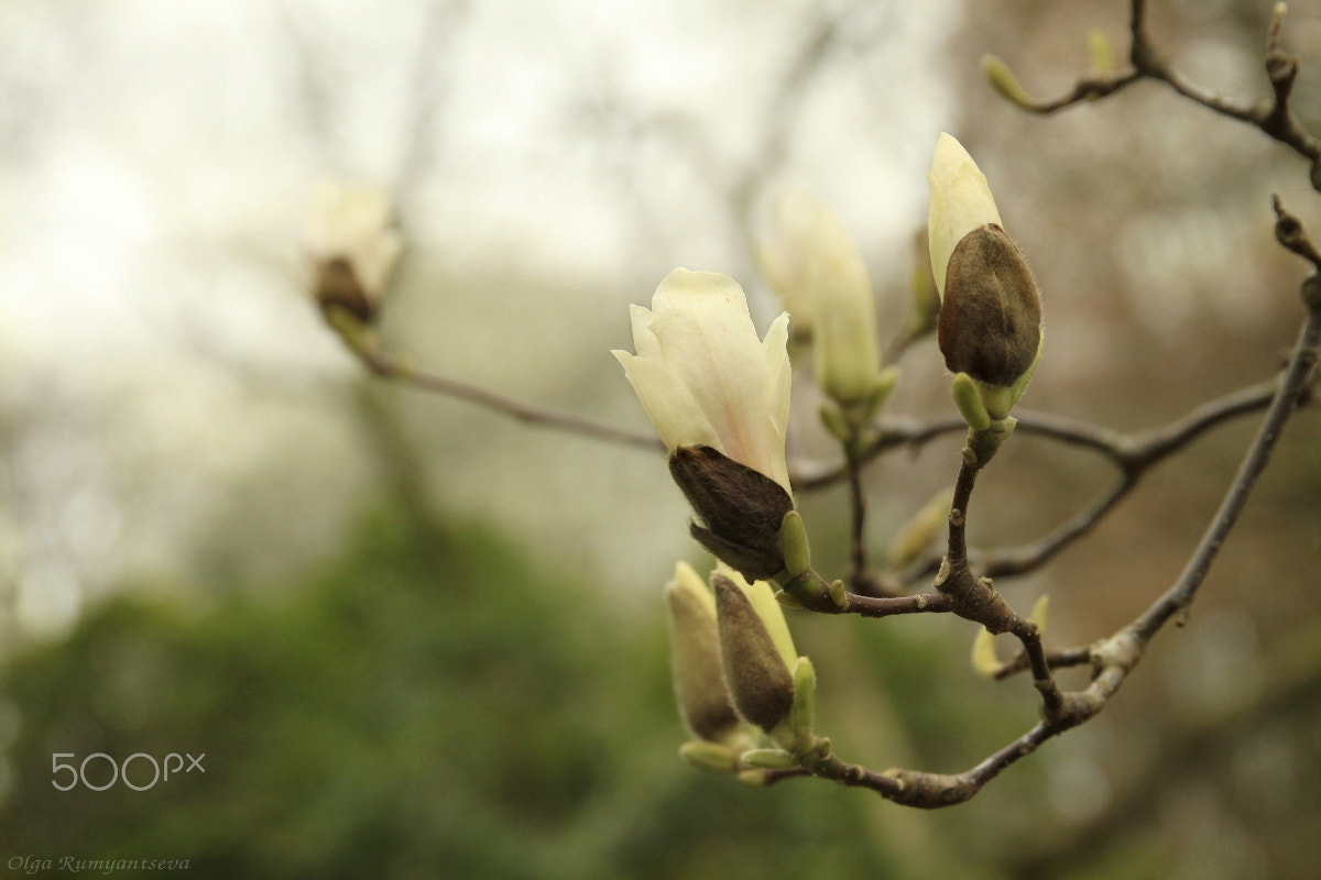 Canon EF 24-70mm F2.8L II USM sample photo. Magnolia. photography