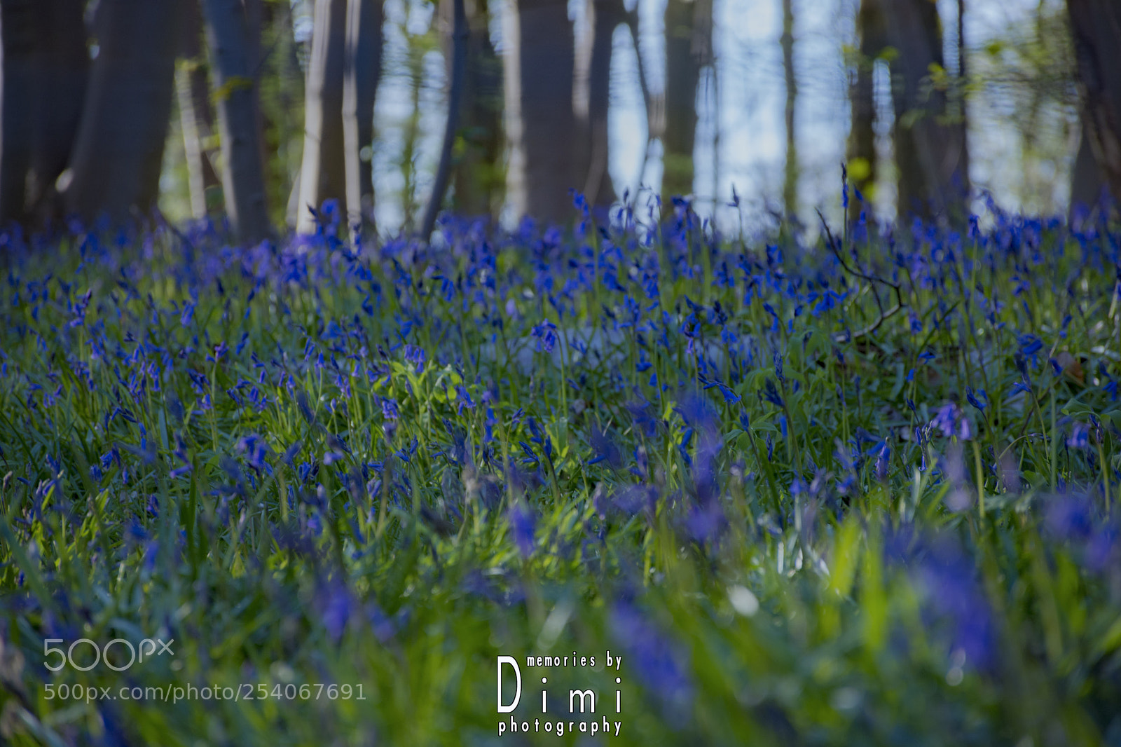 Nikon D7200 sample photo. Hyacinthoides non-scripta photography