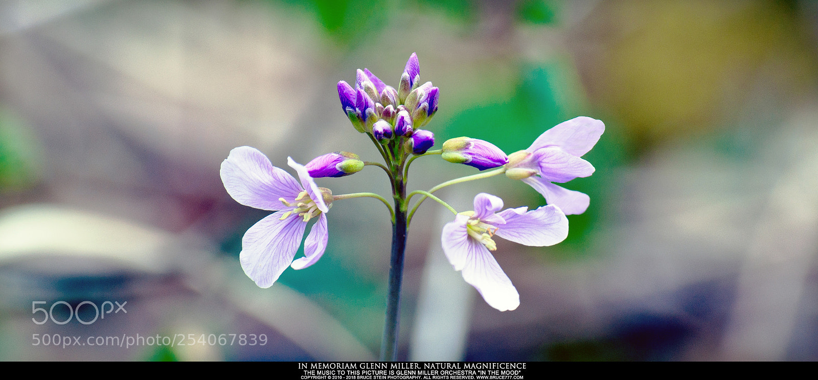 Nikon D90 sample photo. In memoriam glenn miller photography