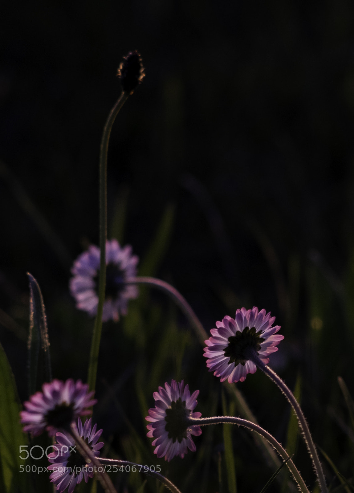 Fujifilm X-T1 sample photo. Einer gewinnt immer photography