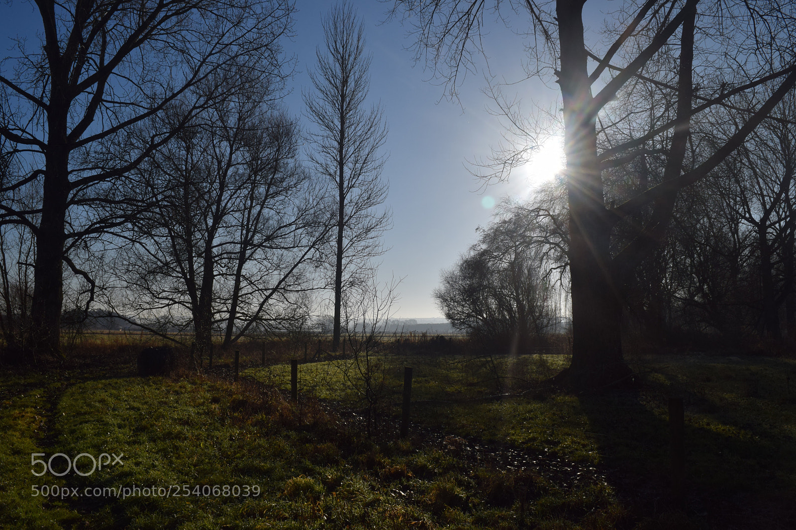 Nikon D3300 sample photo. Forest photography