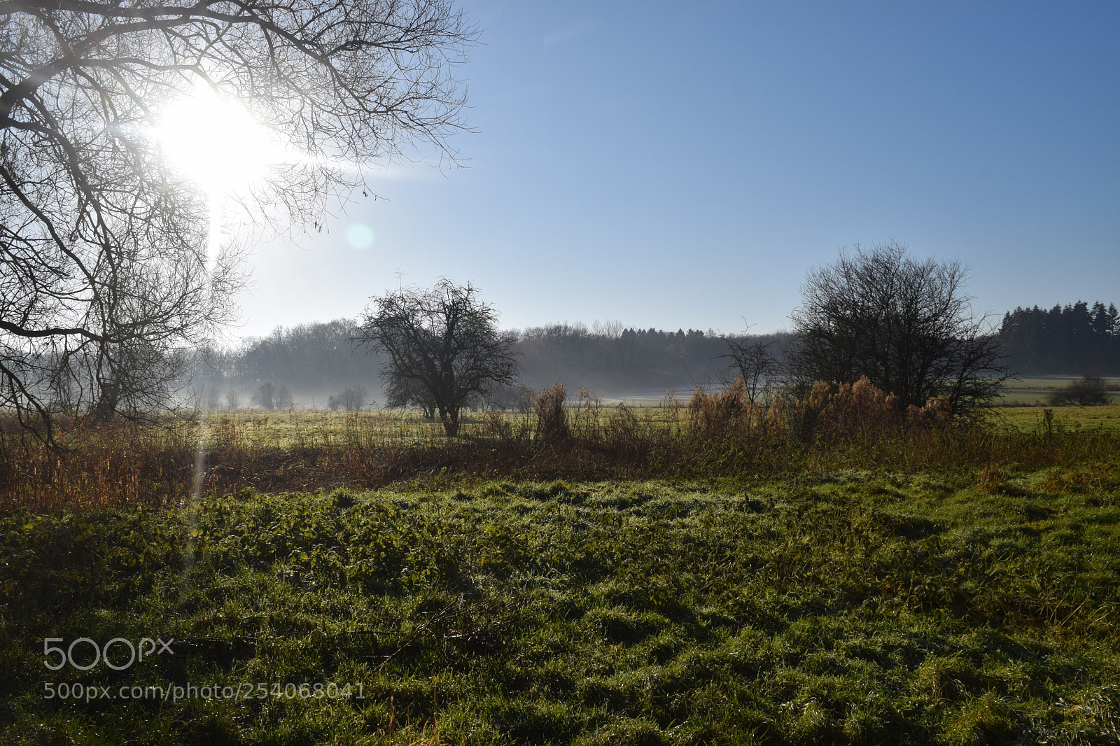 Nikon D3300 sample photo. Winter forest photography
