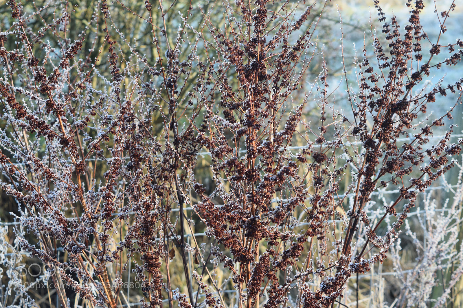 Nikon D3300 sample photo. Plant photography