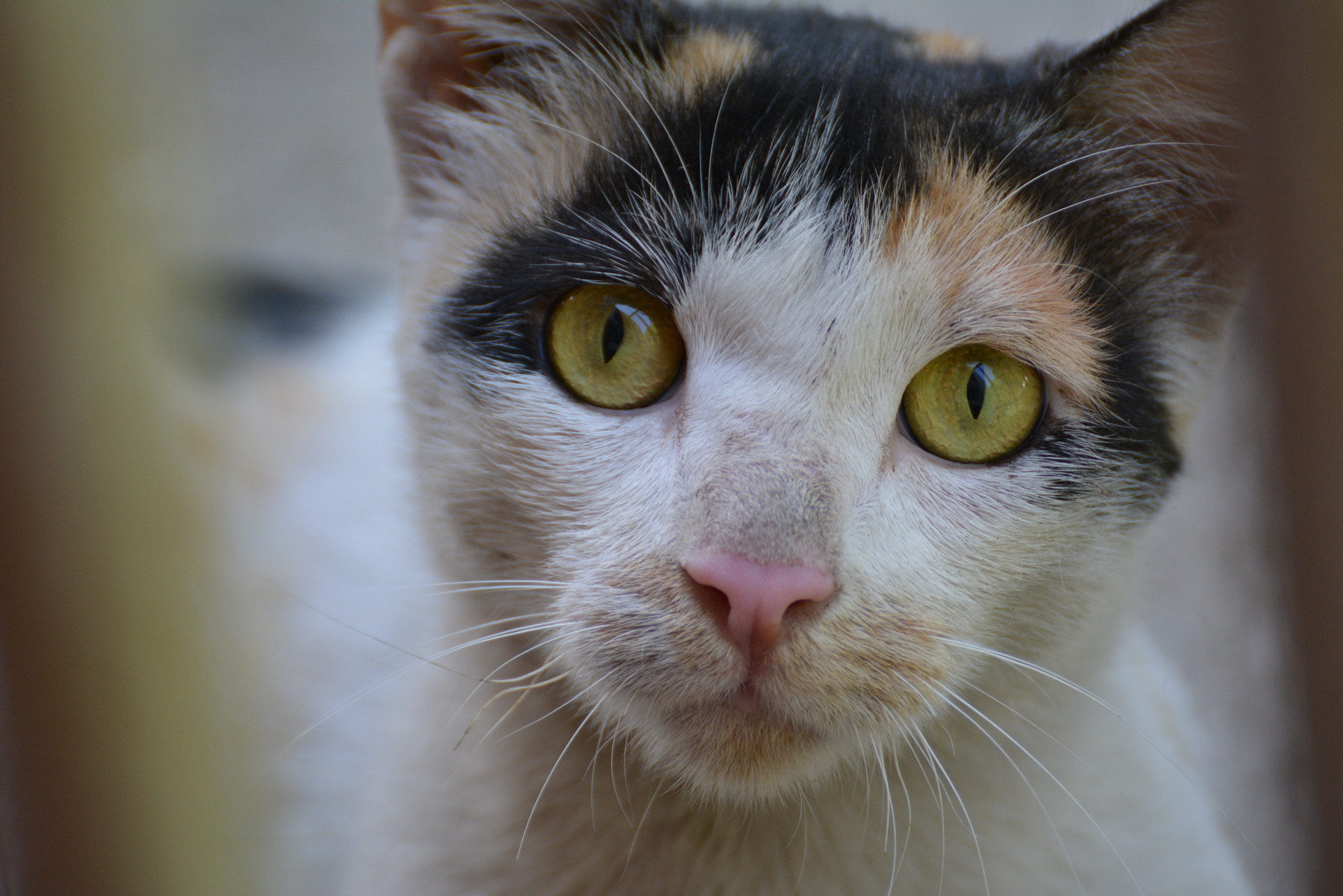 Nikon D5200 sample photo. Kitty photography