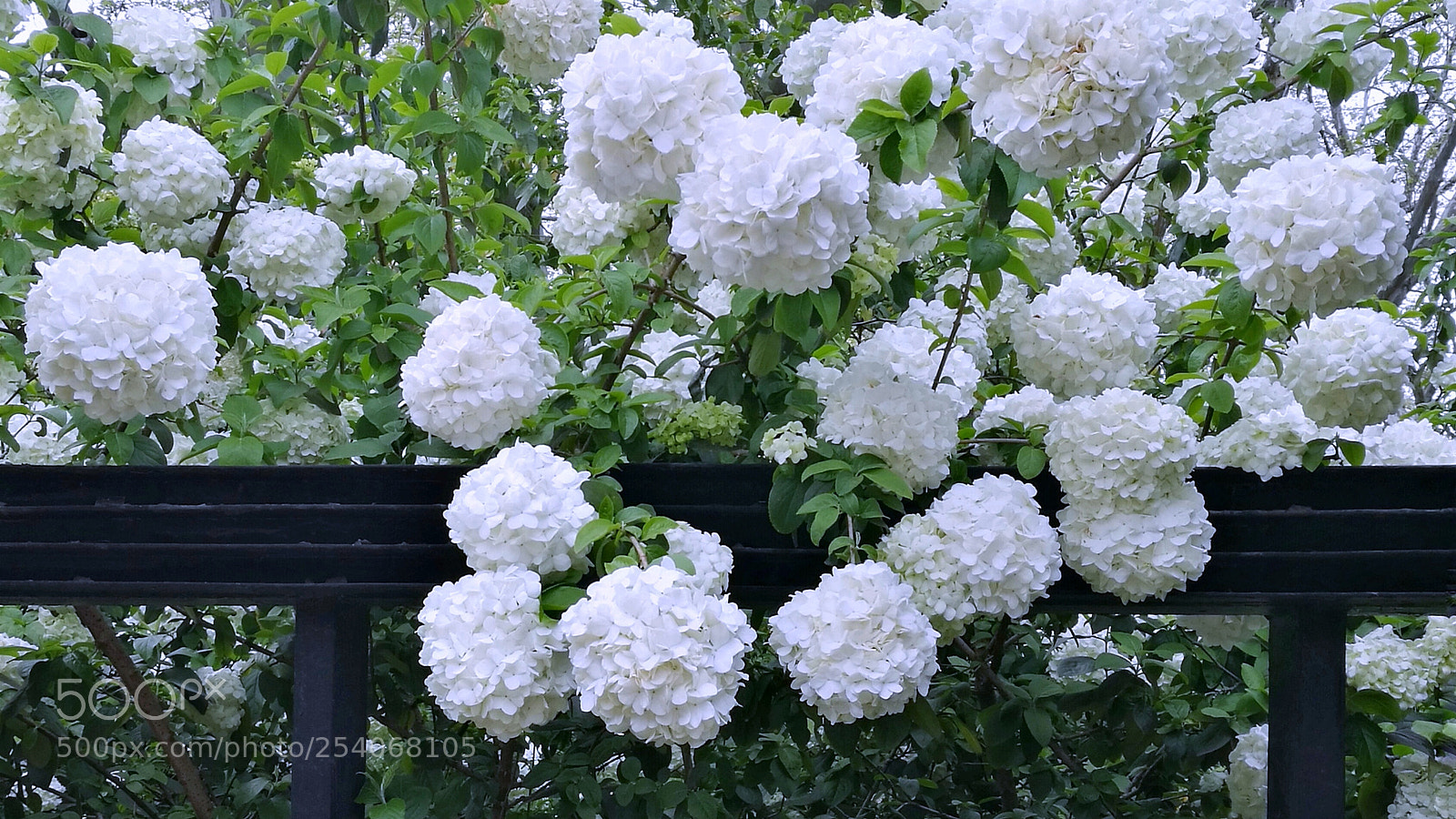 HUAWEI P9 sample photo. 锈球花 photography