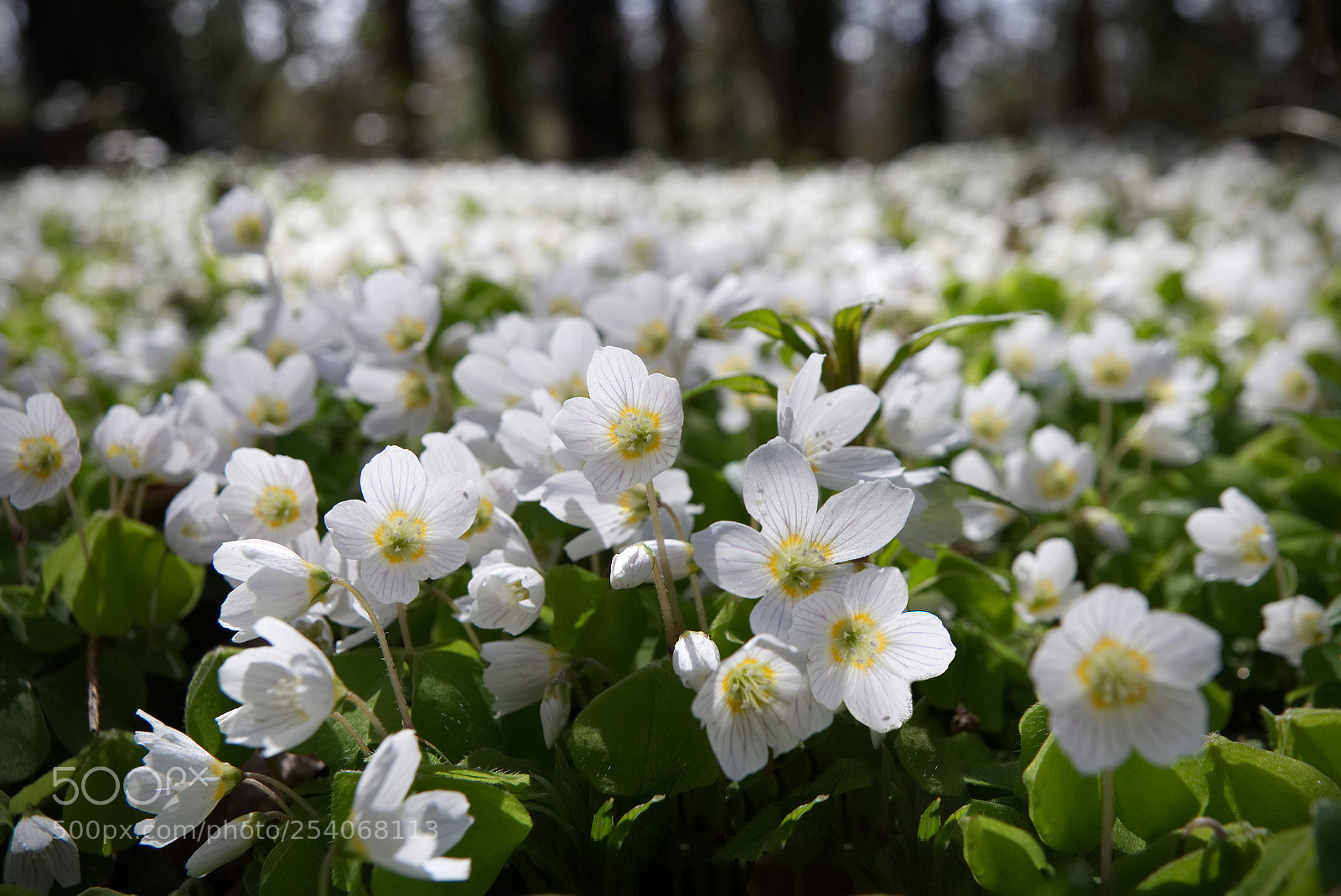 Canon EOS 70D sample photo. Wood sorrel photography