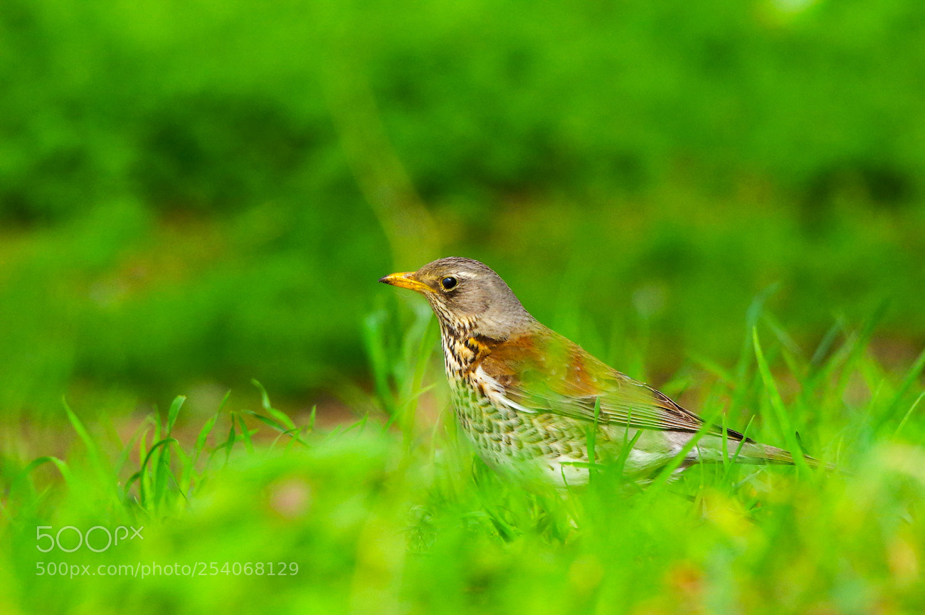Pentax K-3 sample photo. Дрізд співочий (turdus philomelos, певчий дрозд) photography