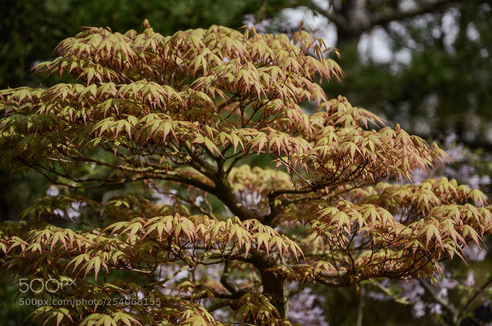 Nikon D7000 sample photo. Maple photography
