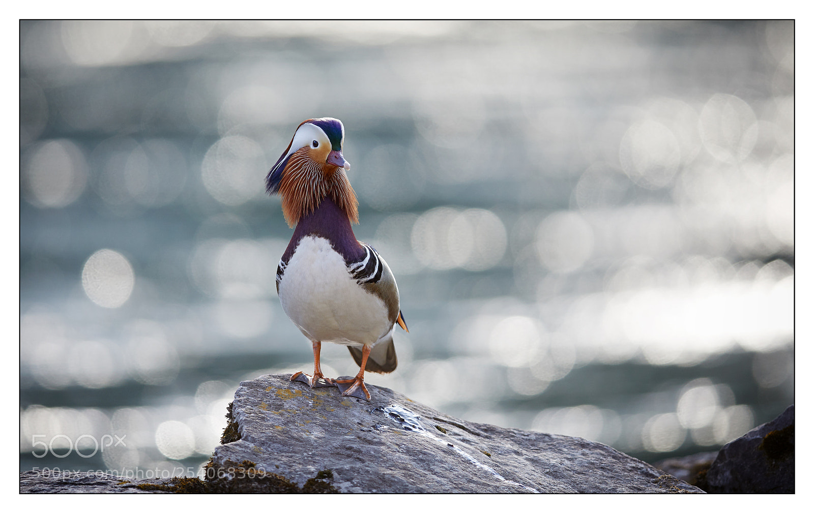 Canon EOS 5D Mark IV sample photo. Mandarin photography