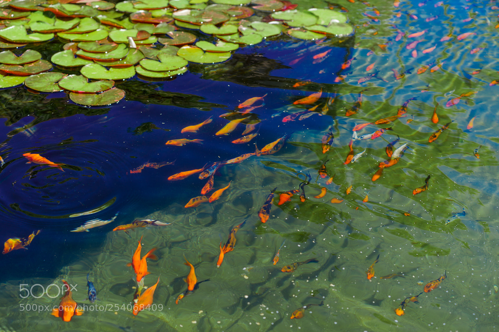 Sony a7 sample photo. Nishikigoi photography