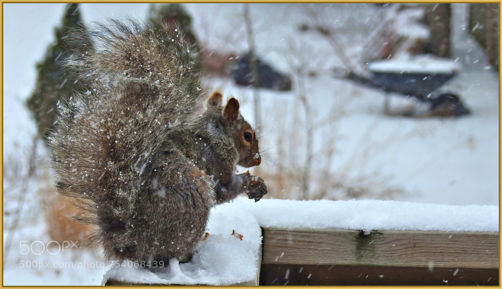 Nikon Coolpix P900 sample photo. Snowy day squirrel ll photography